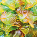 candynavia Fisk vingummi 1 kg